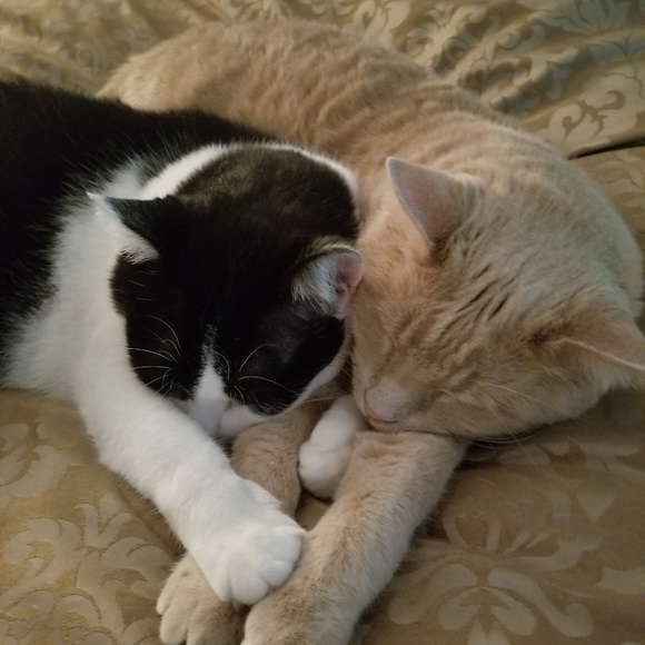 Meet our critters! - Picture 5 of 8